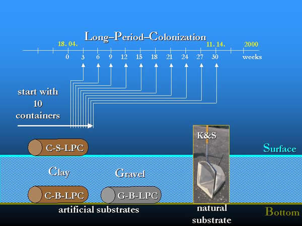 The layout of the Long-Period-Colonization experiment with artificial substrates