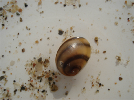 Theodoxus transversalis was an abundant species earlier but a very rare snail in the Dabube at present