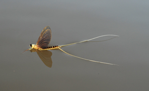 Palingenia longicauda mayflay (adult)